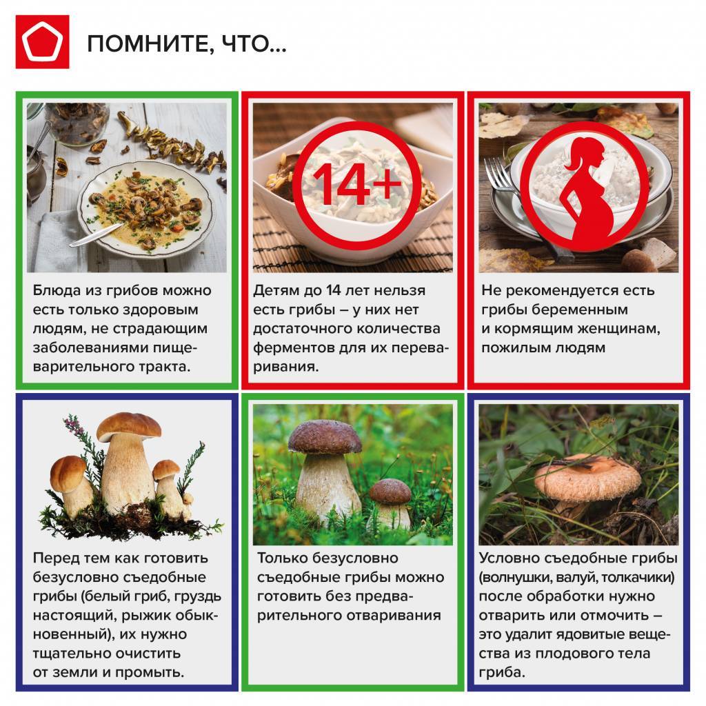 Кому нельзя есть грибы и какие? можно ли грибы беременным, детям и людям с диабетом - грибы собираем