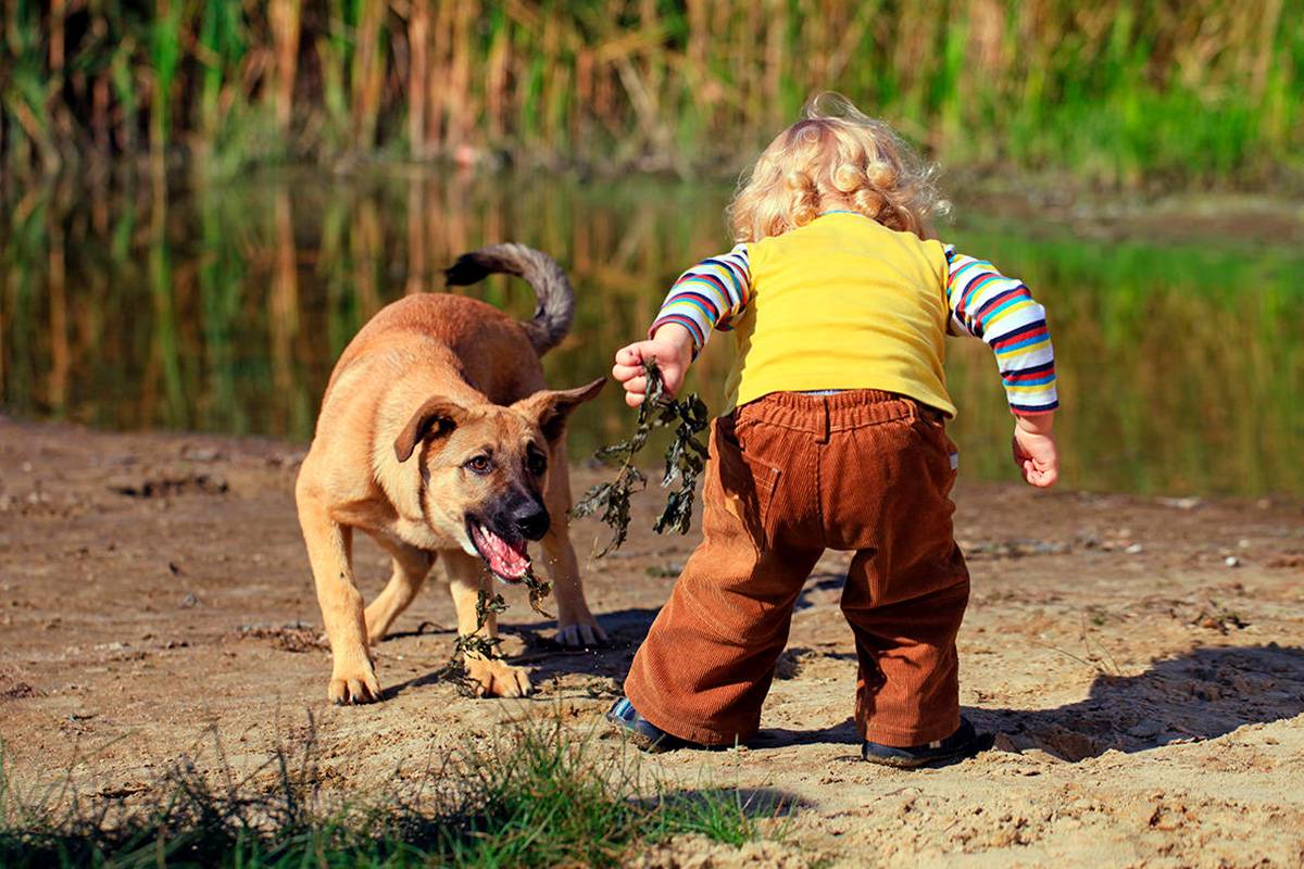 Ребенок просит завести собаку