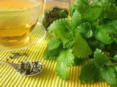 Польза мелиссы при лактации: правила заваривания и употребления травяного чая