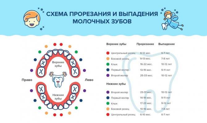 Схема выпадения молочных зубов у детей и допустимые отклонения от нормы
