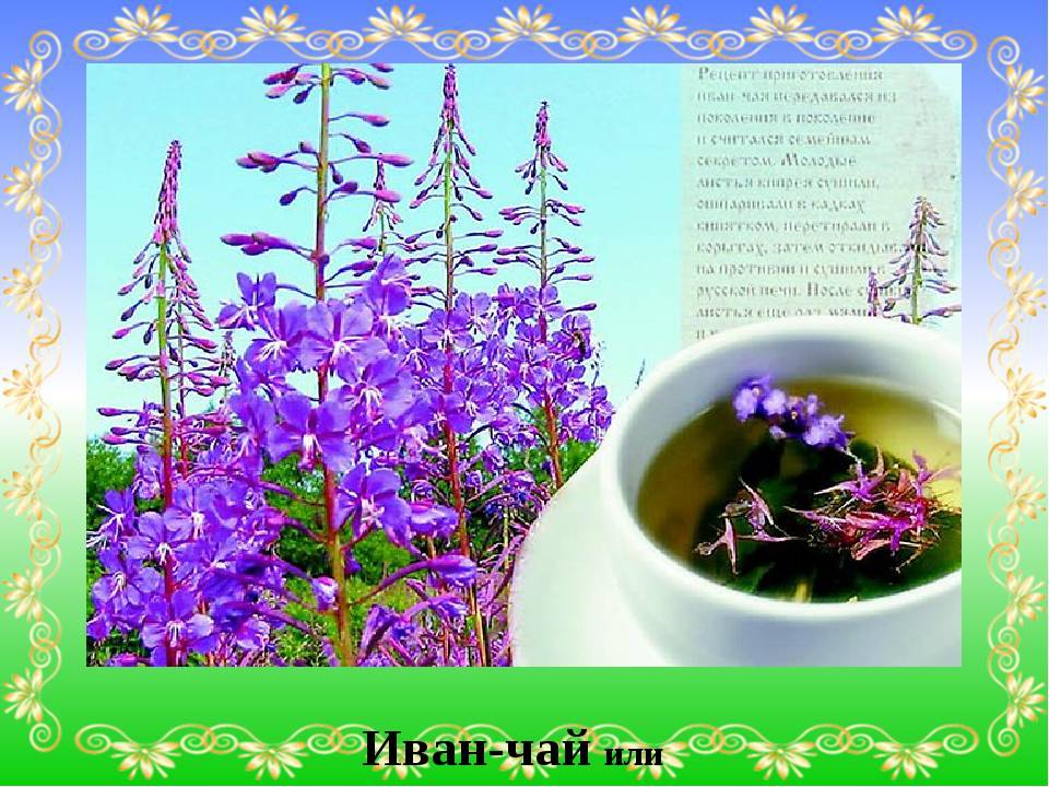 Иван-чай — полезное растение для здоровья и похудения