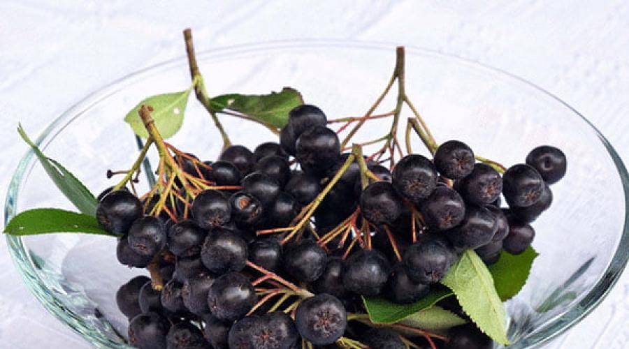 Черноплодная рябина - полезные и опасные свойства черноплодной рябины