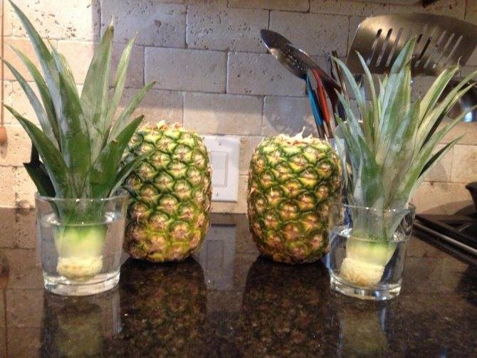 Условия и срок хранения ананаса