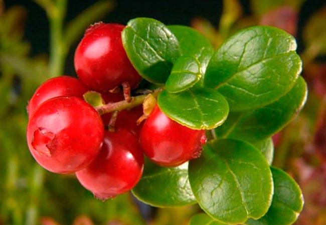 Брусника при грудном вскармливании: ценная ягода
