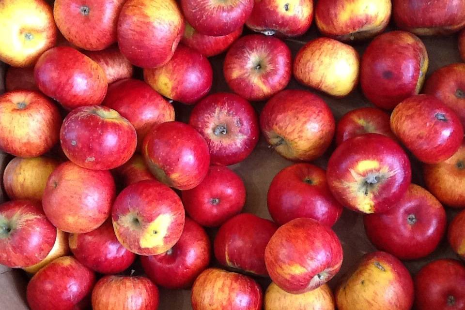 Яблоки при грудном вскармливании в первый месяц: можно ли есть эти фрукты кормящей маме, какие выбирать, как их вводить в рацион при гв, когда стоит насторожиться?