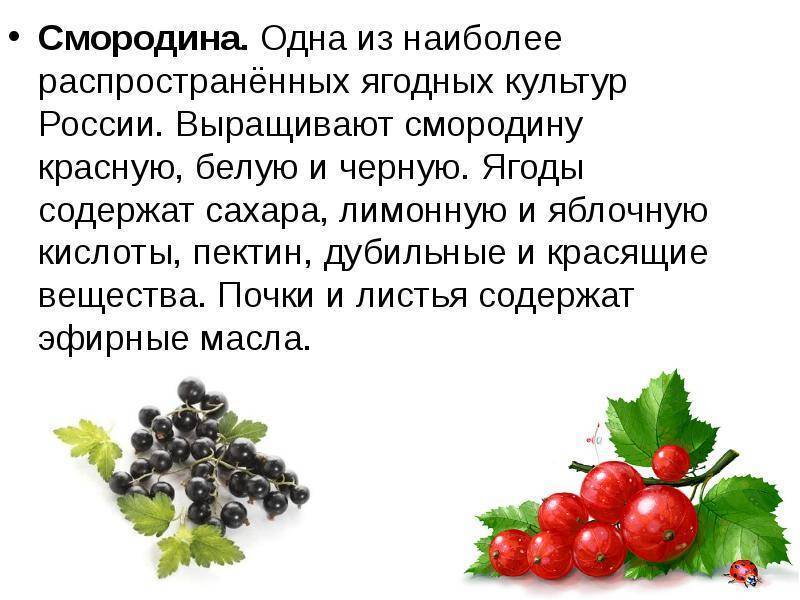 Смородина при грудном вскармливании (черная и красная): можно ли ягоды при гв, с какого месяца употреблять варенье, когда и в каком виде давать малышу?