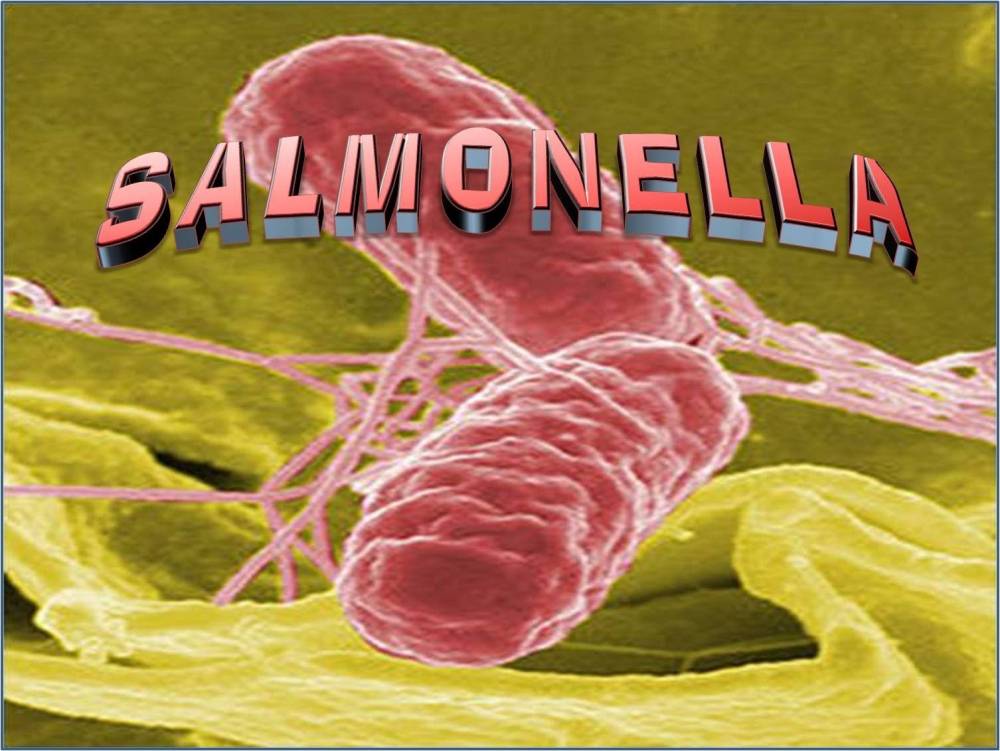 Сальмонелла (сальмонеллез): симптомы, диагностика, лечение | университетская клиника