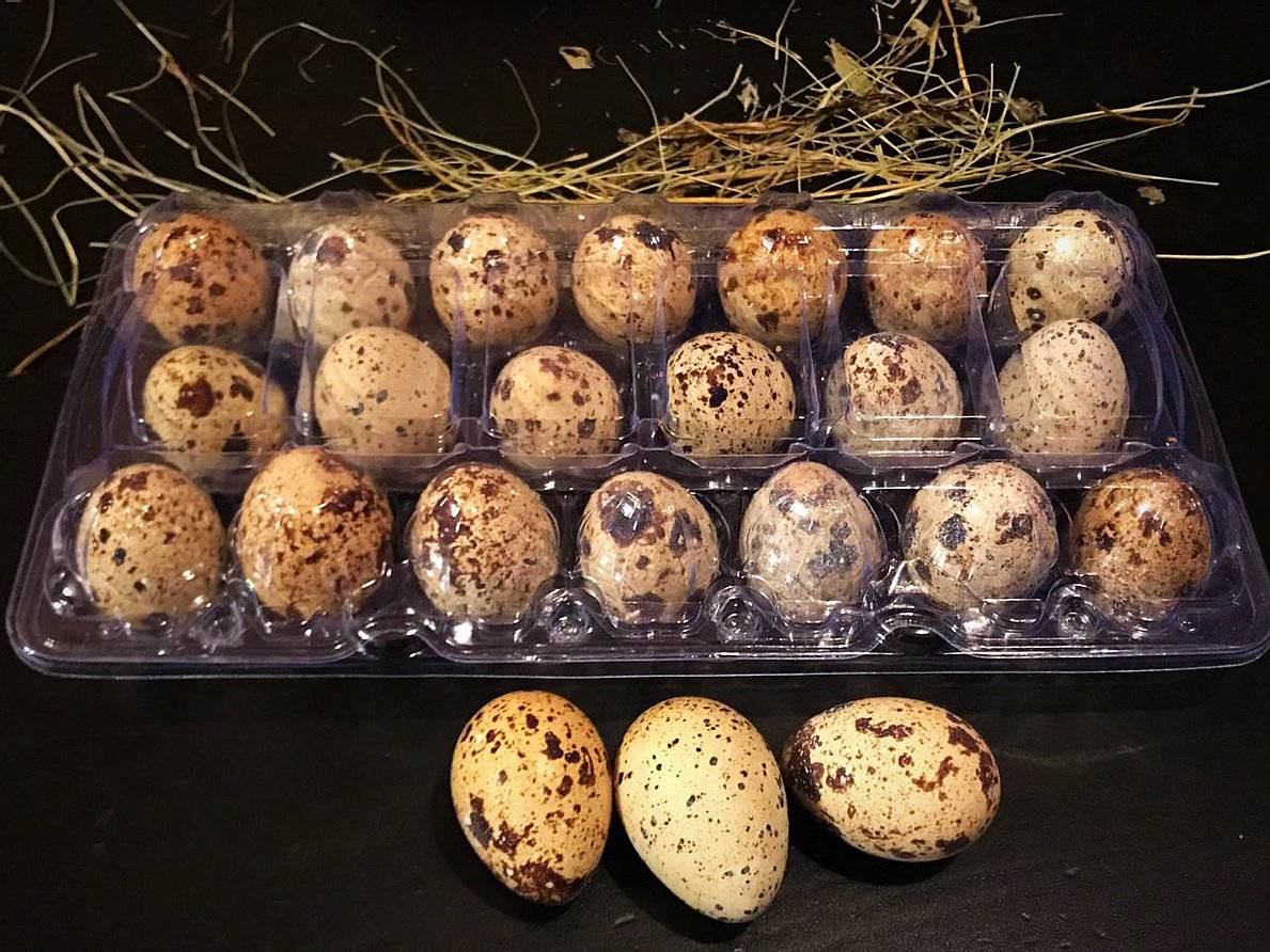 Куриные яйца в рационе кормящей женщины: можно или нет? польза и вред продукта для грудного вскармливания, потенциальная угроза, способы приготовления