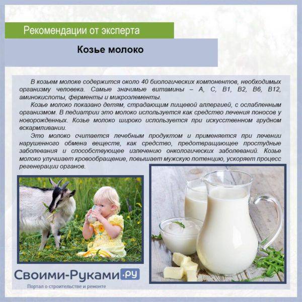 Козье молоко — чем полезно для взрослых и детей, при каких заболеваниях можно пить