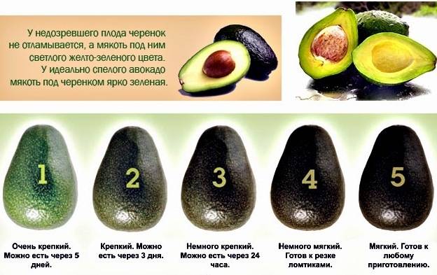 Полезные свойства авокадо: 8 научных аргументов :: здоровье :: рбк стиль