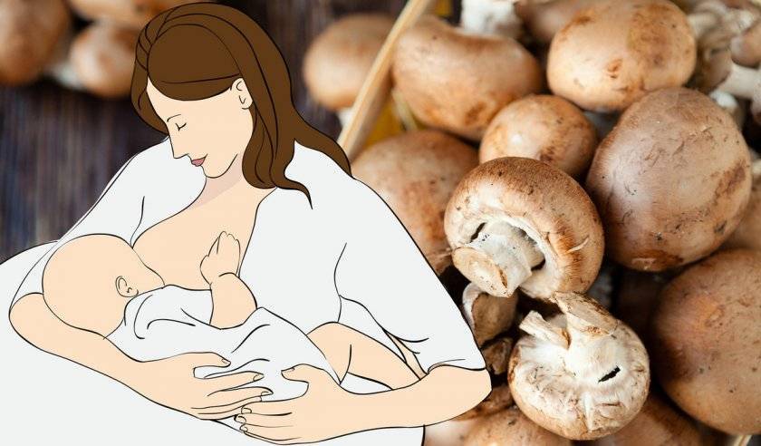 Можно ли есть грибы женщинам при грудном вскармливании (+21 фото)?