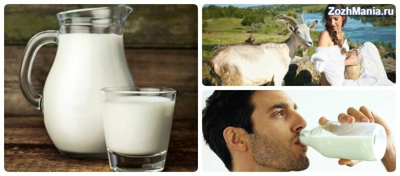 Какое молоко полезнее коровье или козье, какое лучше и жирнее