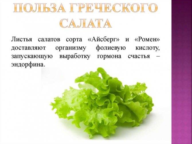 Листовой салат для кормящих: полезные свойства и рецепты