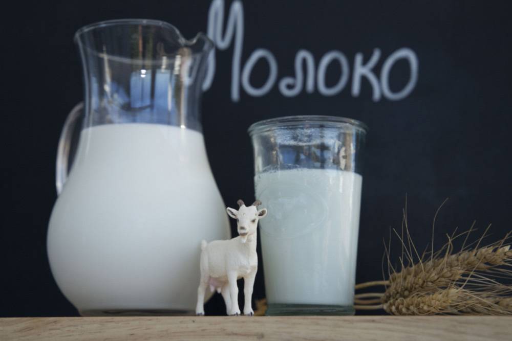 Козье молоко вместо коровьего: почему?