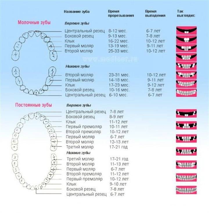Молочные зубы у детей: схема выпадения и замены на постоянные, возраст