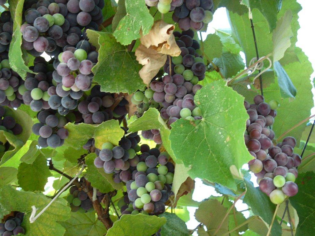 Виноград при грудном вскармливании: можно ли маме в первые 3 месяца (зеленый, белый и черный)
