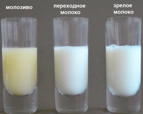 Что нужно есть, чтобы увеличить количество и жирность грудного молока?