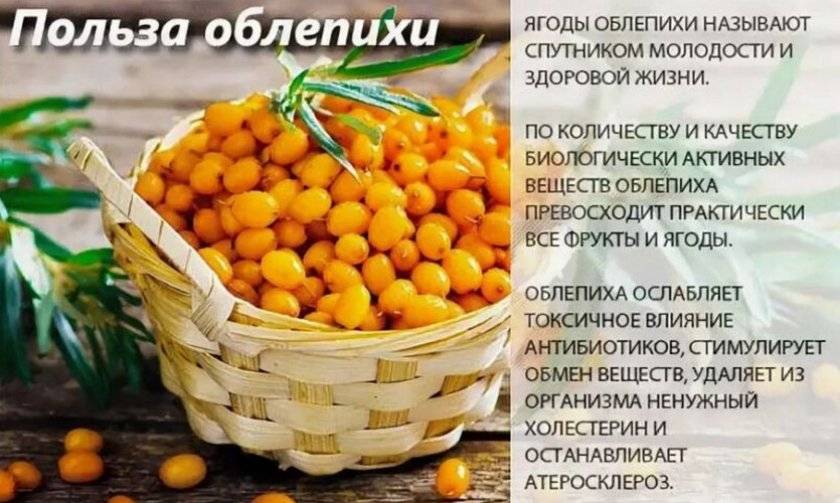 Облепиха, полезные свойства, рецепты, облепиховое масло в косметологии - сибирский медицинский портал