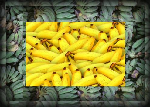 Для хорошего настроения и крепкого здоровья: можно ли бананы при грудном вскармливании?