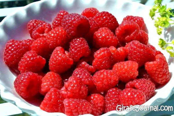 Ароматная и вкусная ягода малина — особенности её употребления при грудном вскармливании мамой и ребенком