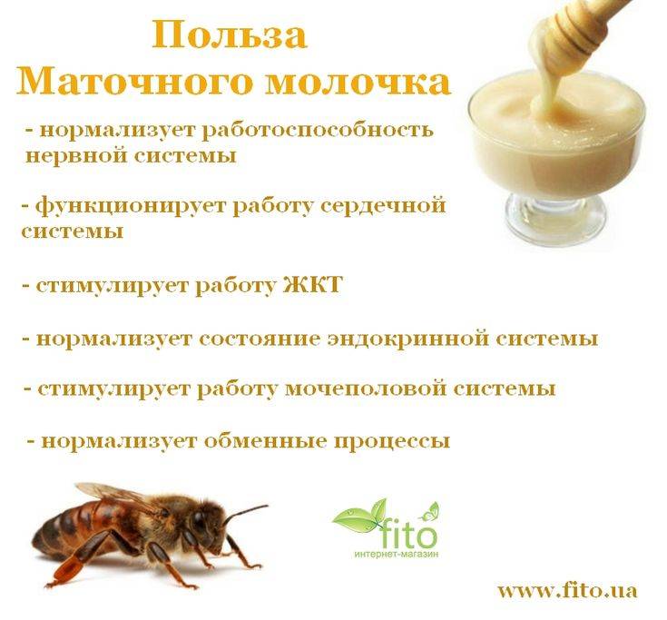 Пчелиное маточное молочко: лечебные свойства, как принимать, хранить? | пчелиное маточное молочко | пчеловод.ком