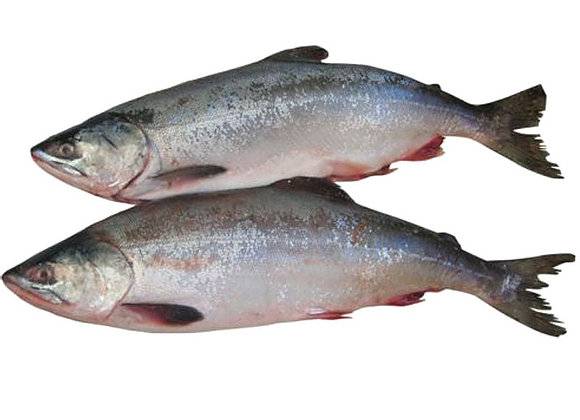 Еда для гурманов — рыба горбуша: каковы ее ценные качества и калорийность?
