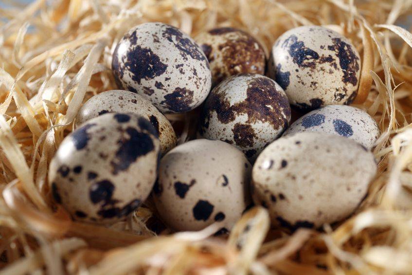 Можно вареные яйца при гв. можно ли кормящей маме кушать яичницу и омлет: польза куриных и перепелиных яиц при грудном вскармливании