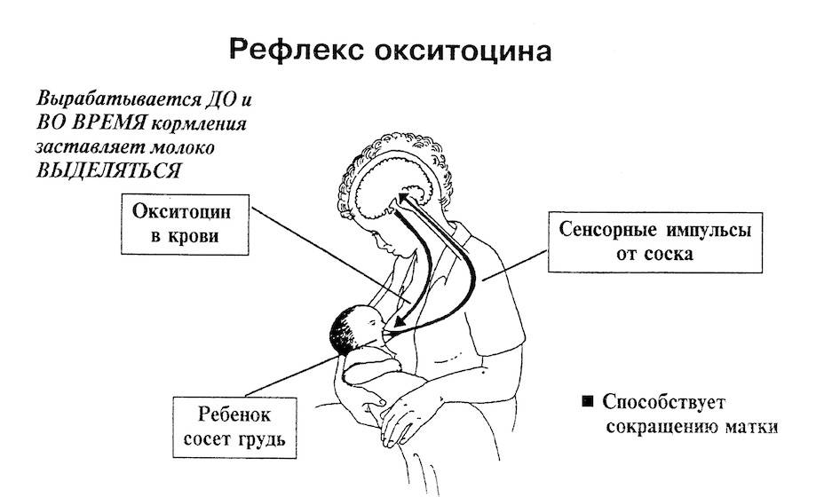 Антикоагулянтное (антитромбическое) лечение во время беременности, родов и в послеродовой период - риски, препараты, дозировки | аборт в спб