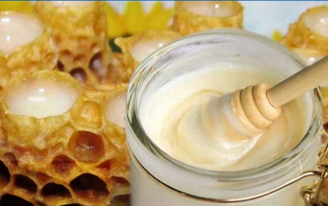 Пчелиное молочко - медицинский портал eurolab