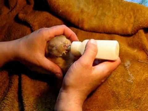 Мясо кролика в детском питании ~