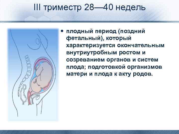1 триместр беременности: признаки, анализы, токсикоз, что можно и что нельзя