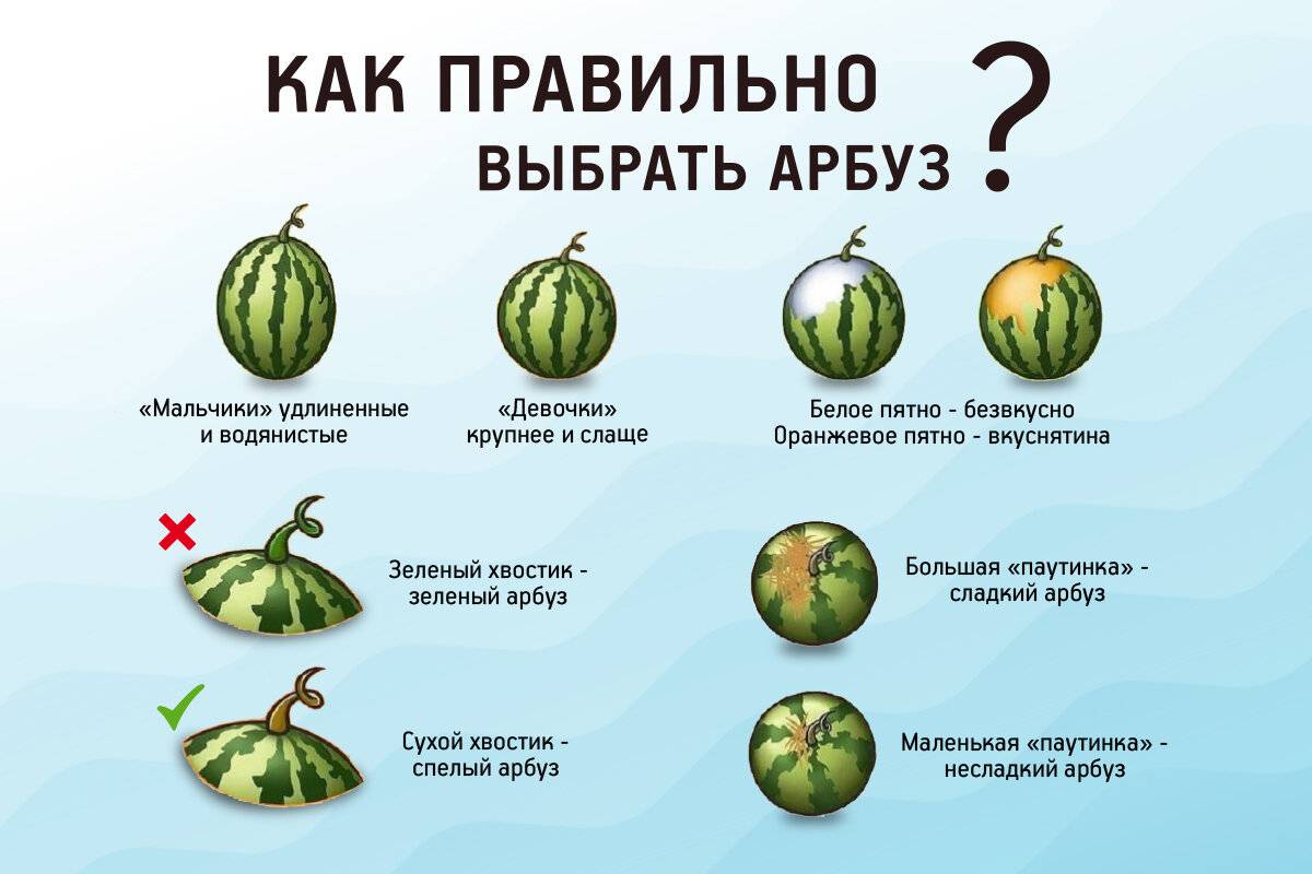 Как выбрать спелый арбуз? как выбрать спелый и сладкий арбуз: советы покупателю :: syl.ru