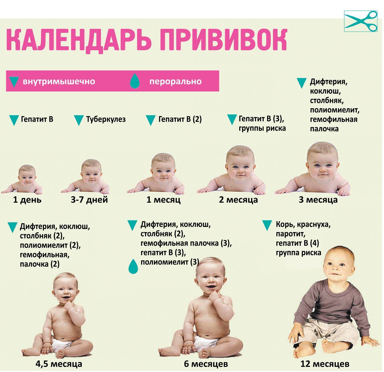 Календарь прививок детям до 1 года (в россии) – график