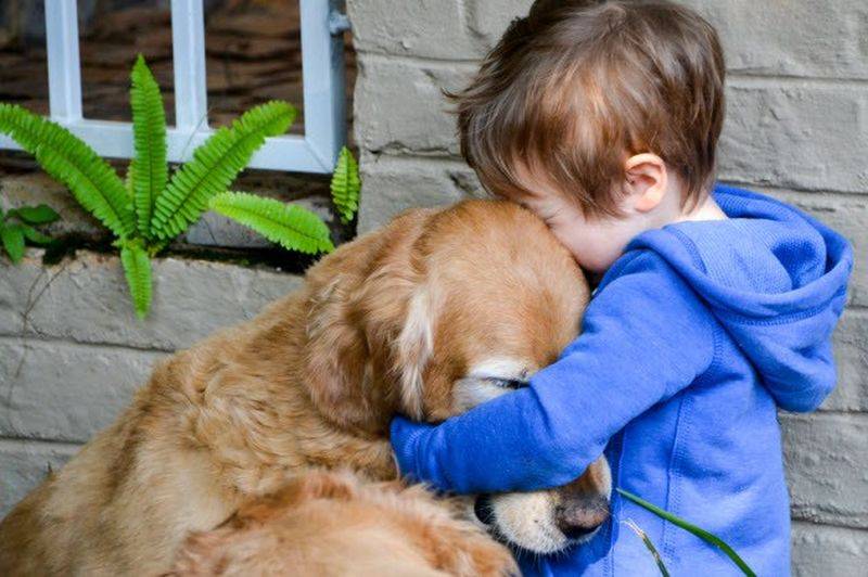 Ребёнок просит завести собаку: как реагировать взрослым